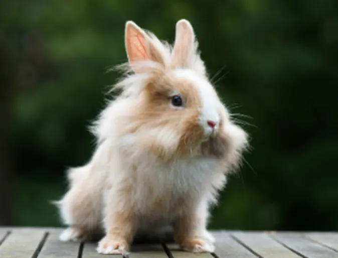 Fluffy Rabbit Sitting Outside