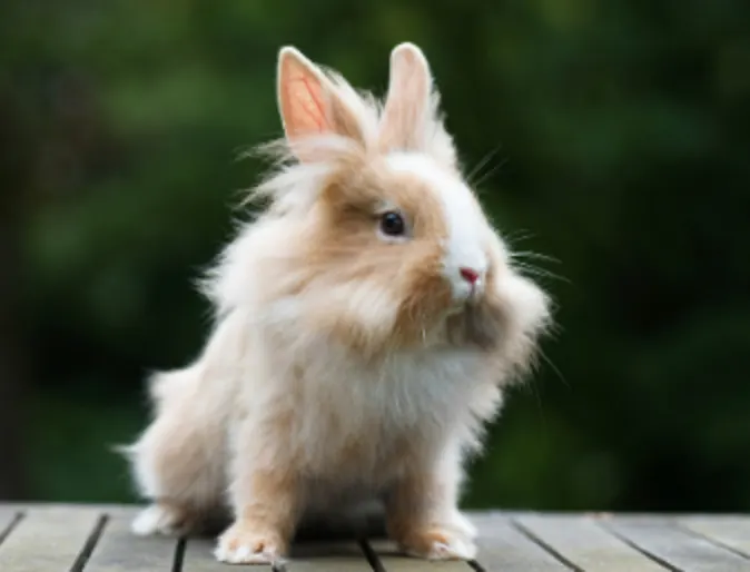 Fluffy Rabbit Sitting Outside Fluffy Rabbit Sitting Outside