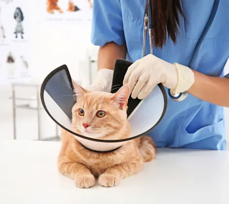 Cat with surgical cone Cat with surgical cone