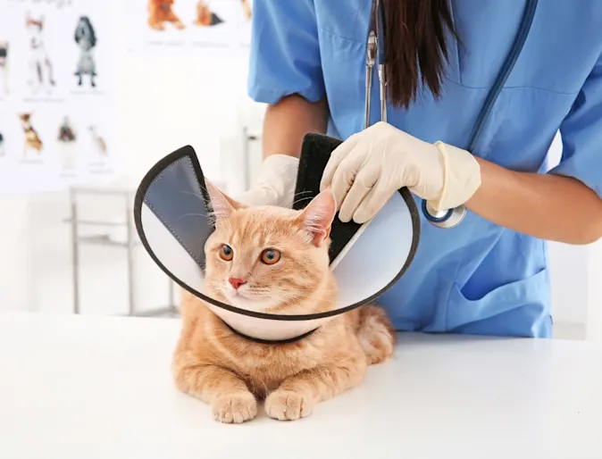 Cat with surgical cone Cat with surgical cone