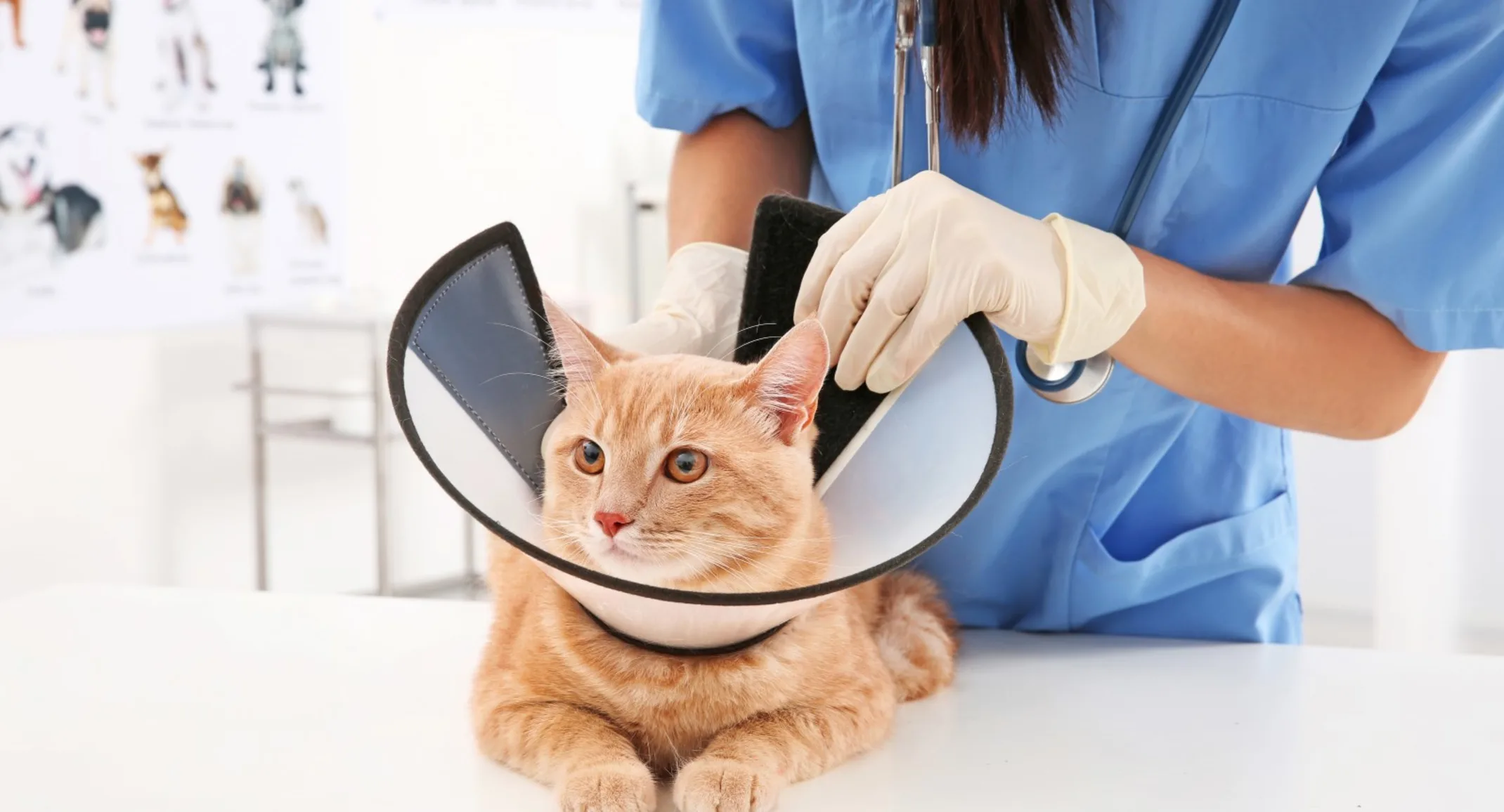 Cat with surgical cone Cat with surgical cone