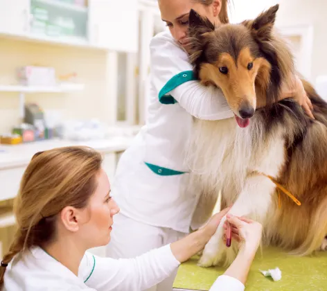 Bloodwork on a Dog
