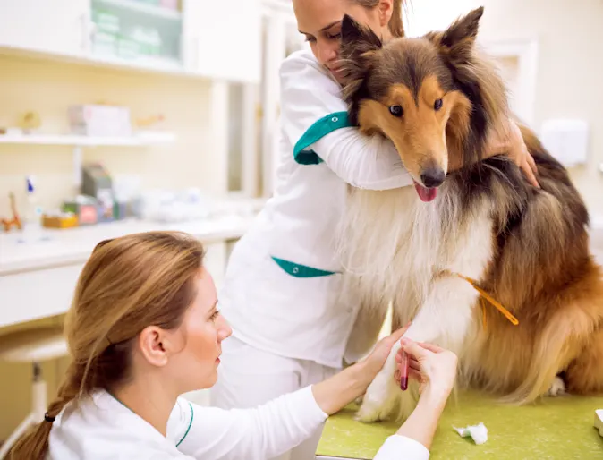 Bloodwork on a Dog Bloodwork on a Dog
