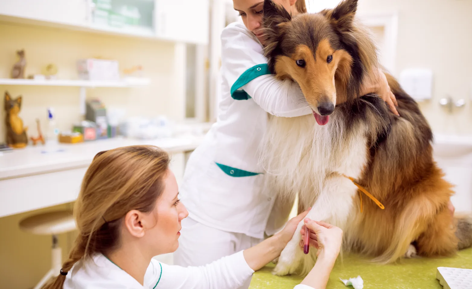 Bloodwork on a Dog Bloodwork on a Dog