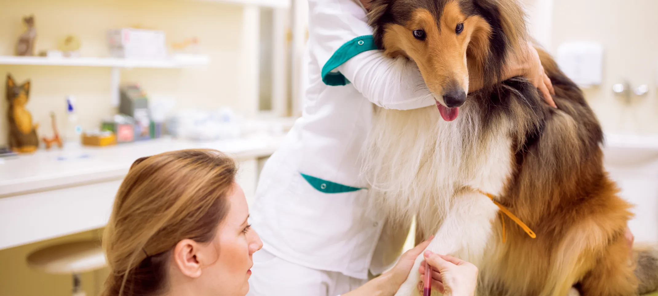 Bloodwork on a Dog