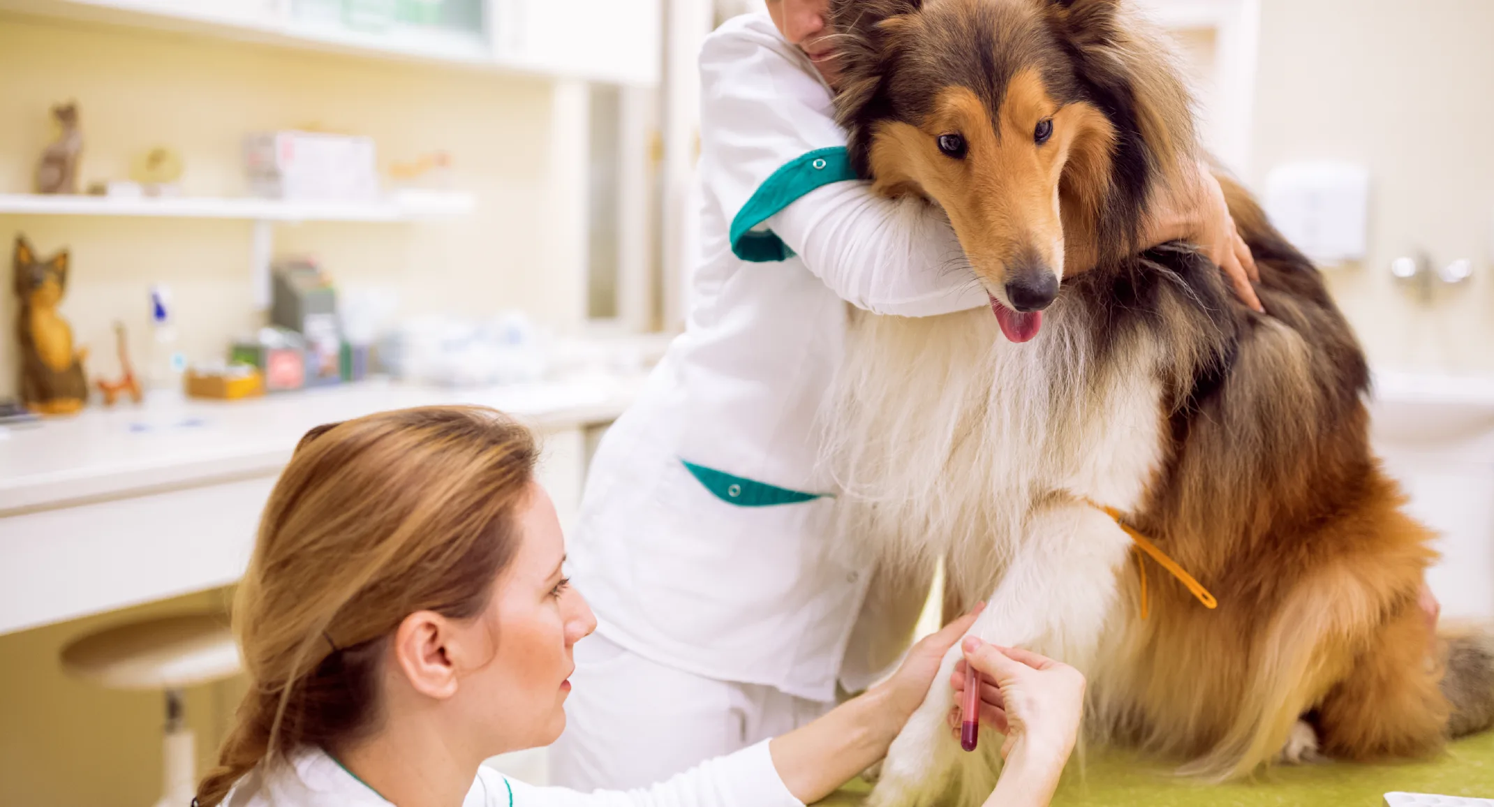 Bloodwork on a Dog Bloodwork on a Dog