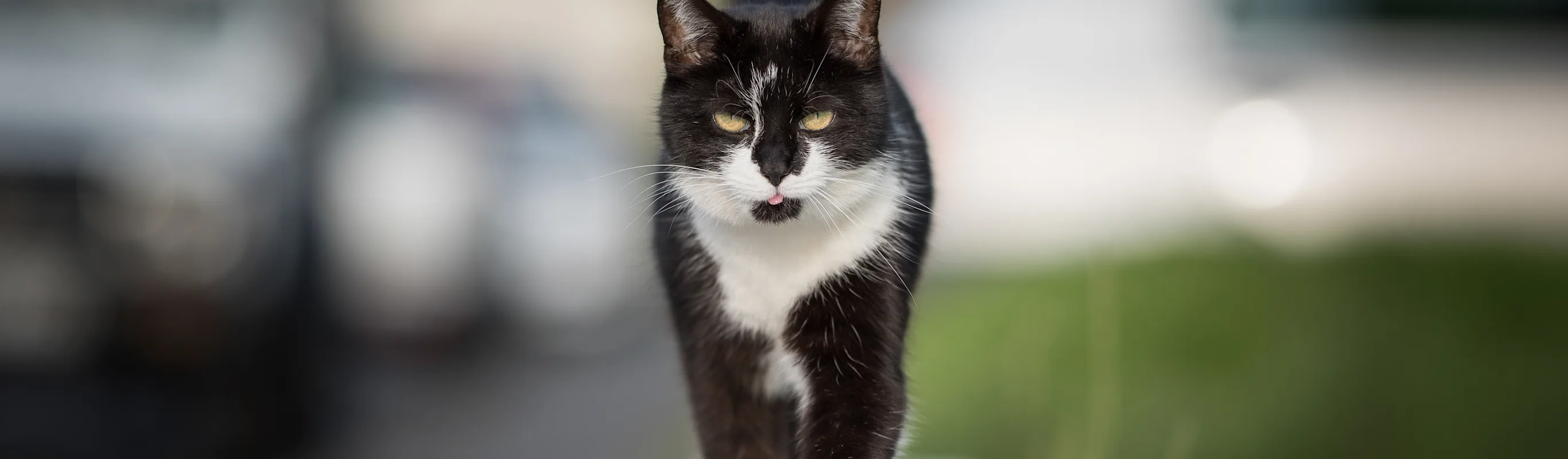 Cat walking on a wall