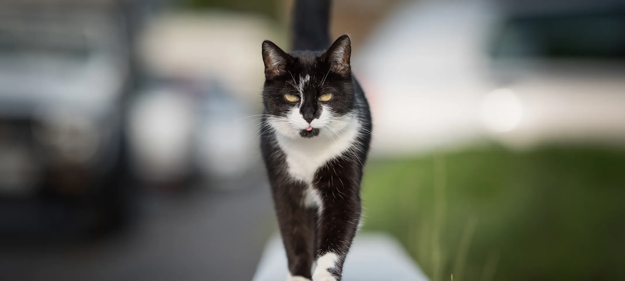 Cat walking on a wall Cat walking on a wall