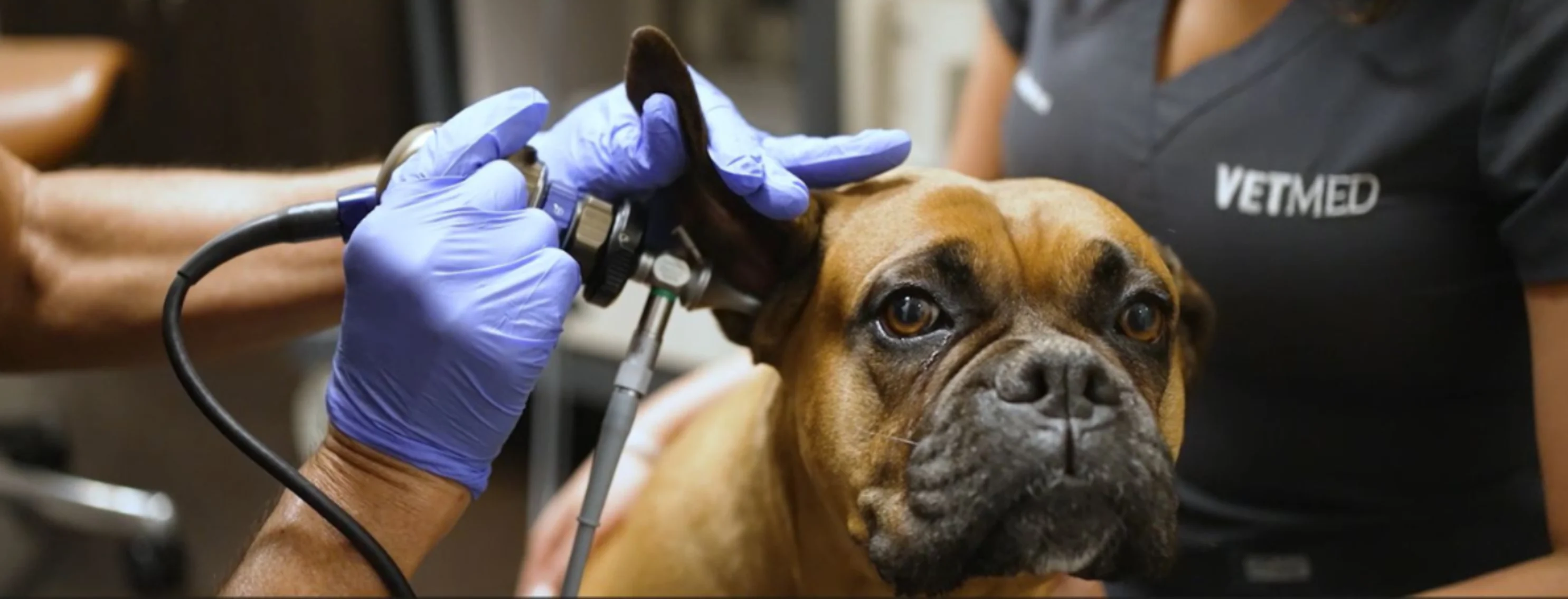 Vet Looking Into Dog's Ears Vet Looking Into Dog's Ears