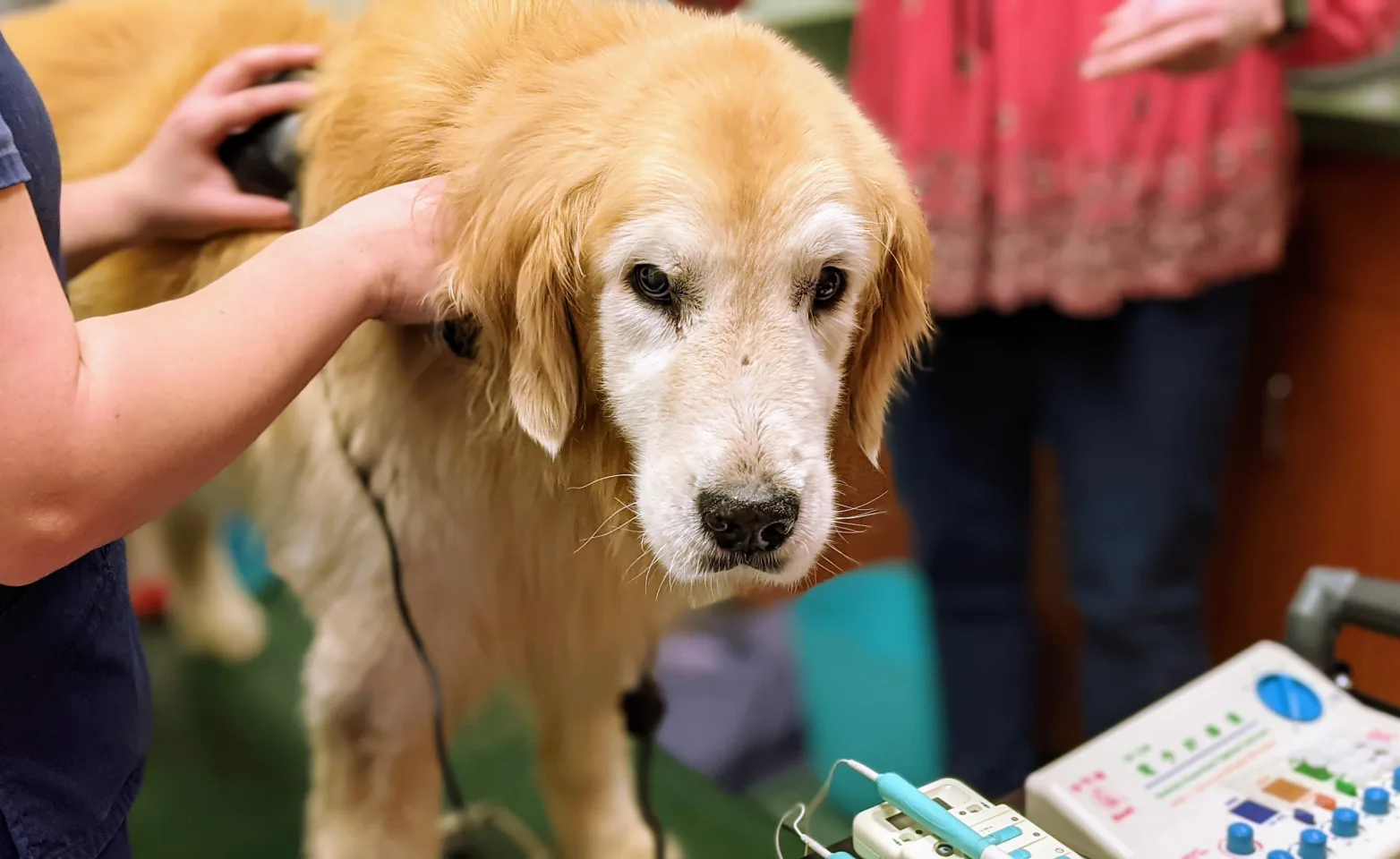 old retriever receiving therapy