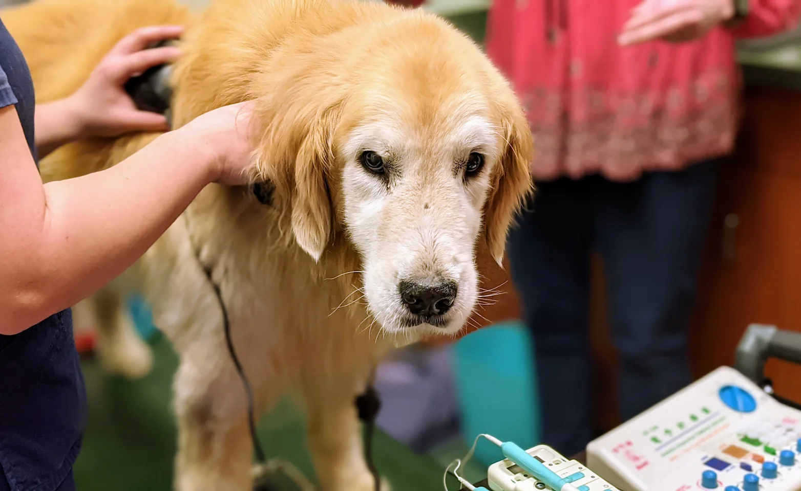old retriever receiving therapy old retriever receiving therapy