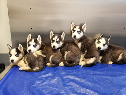 Husky Puppies on floor