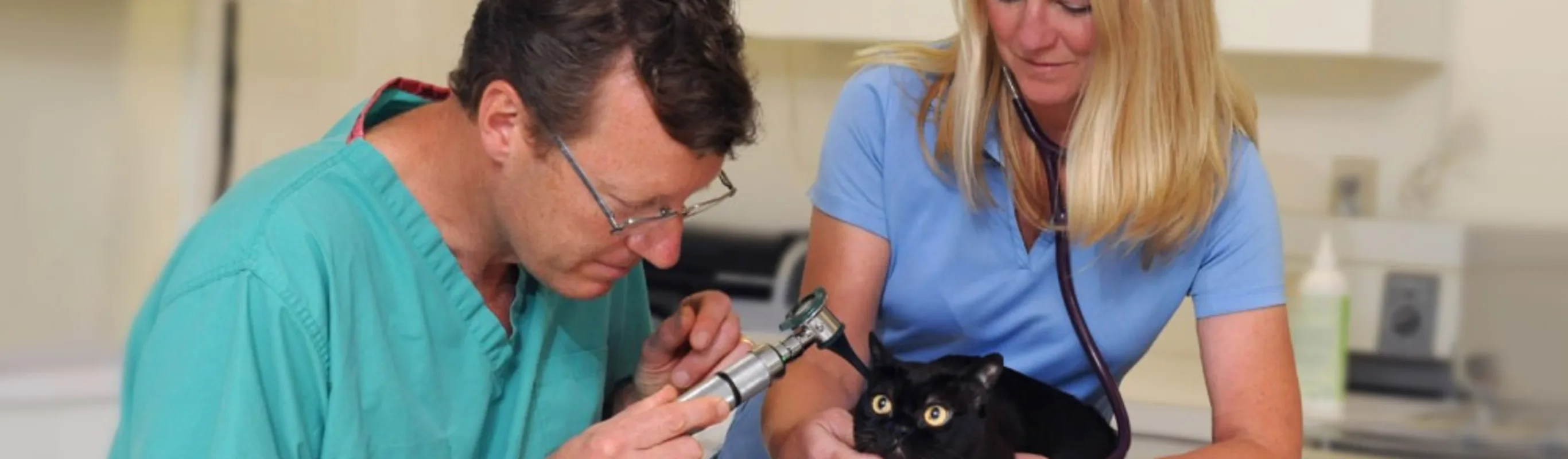 Dr. and Staff Member Examining Small Black Cat Dr. and Staff Member Examining Small Black Cat