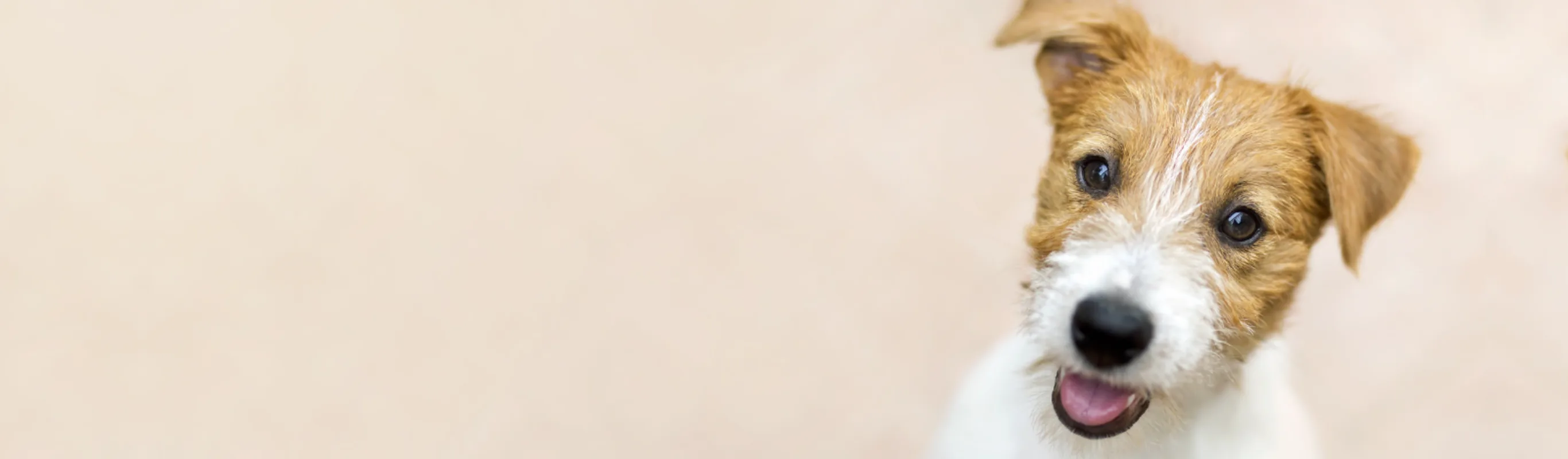 Small white and brown dog sitting against beige background Small white and brown dog sitting against beige background