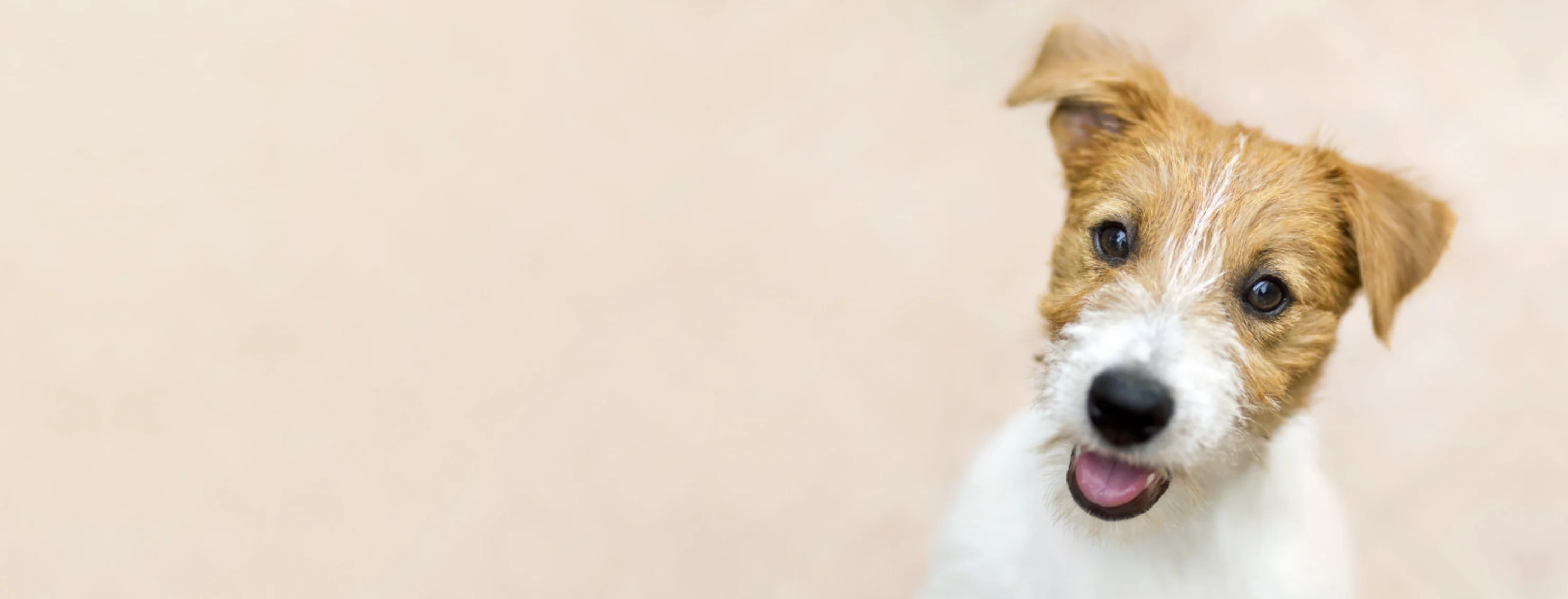 Small white and brown dog sitting against beige background