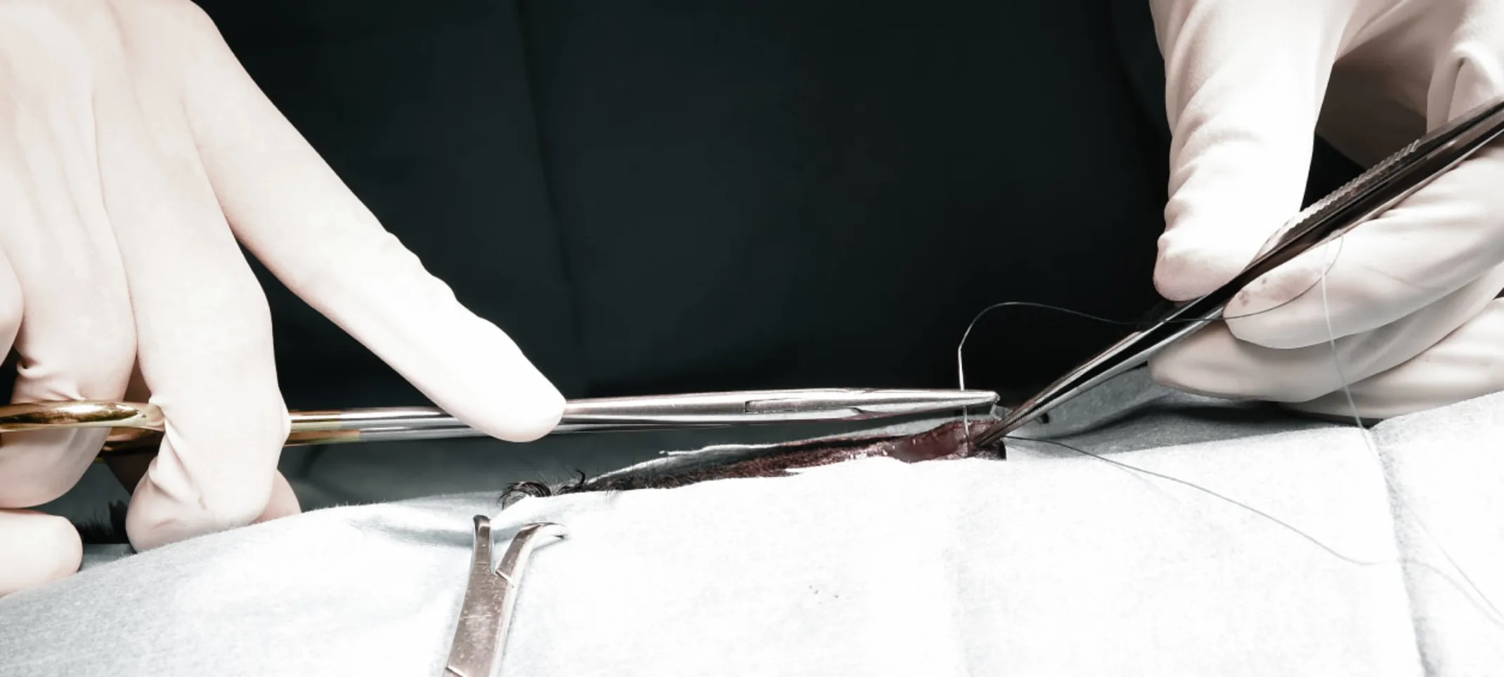 Abbotsford Animal Hospital Soft Tissue Surgery Abbotsford Animal Hospital Soft Tissue Surgery