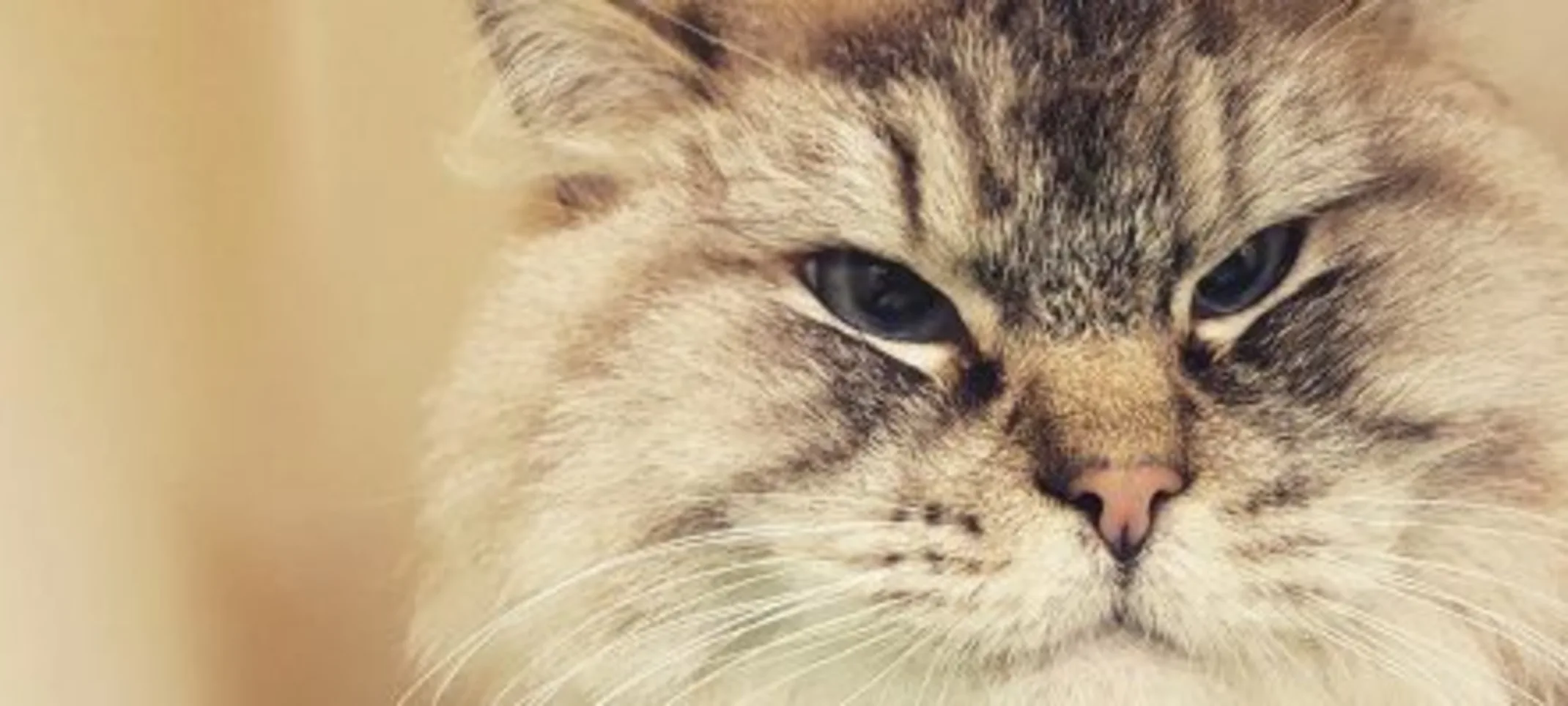 A cat closing its eyes. A cat closing its eyes.
