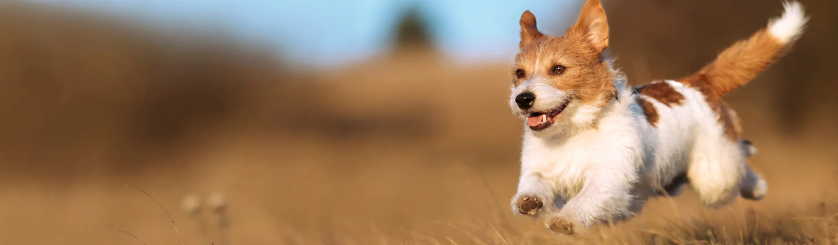 Playful Dog Running, Jumping in Brown Grass Playful Dog Running, Jumping in Brown Grass