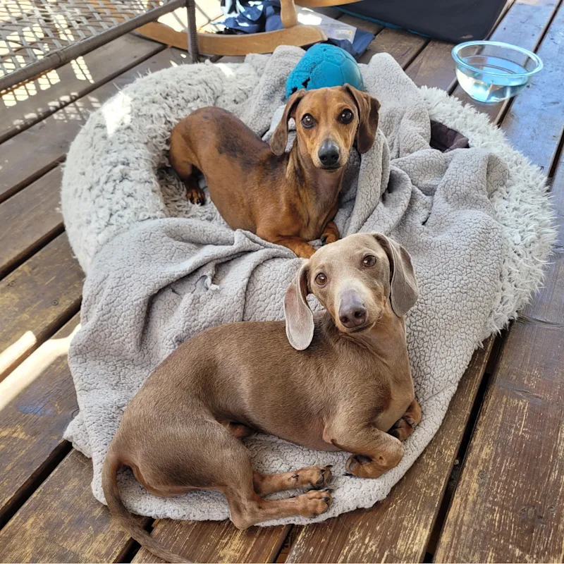 Brie Dawson Brie Dawson