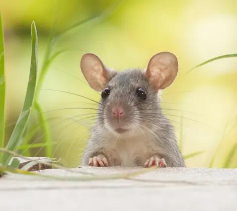 Rat sitting in grass