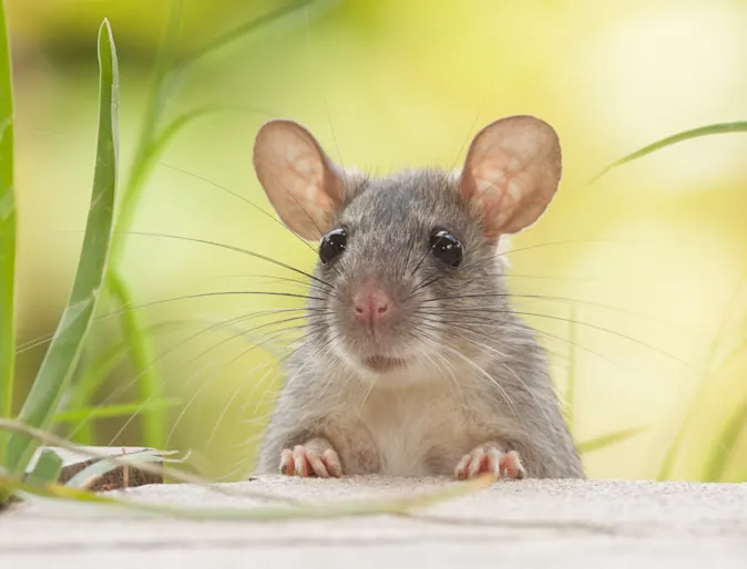 Rat sitting in grass Rat sitting in grass