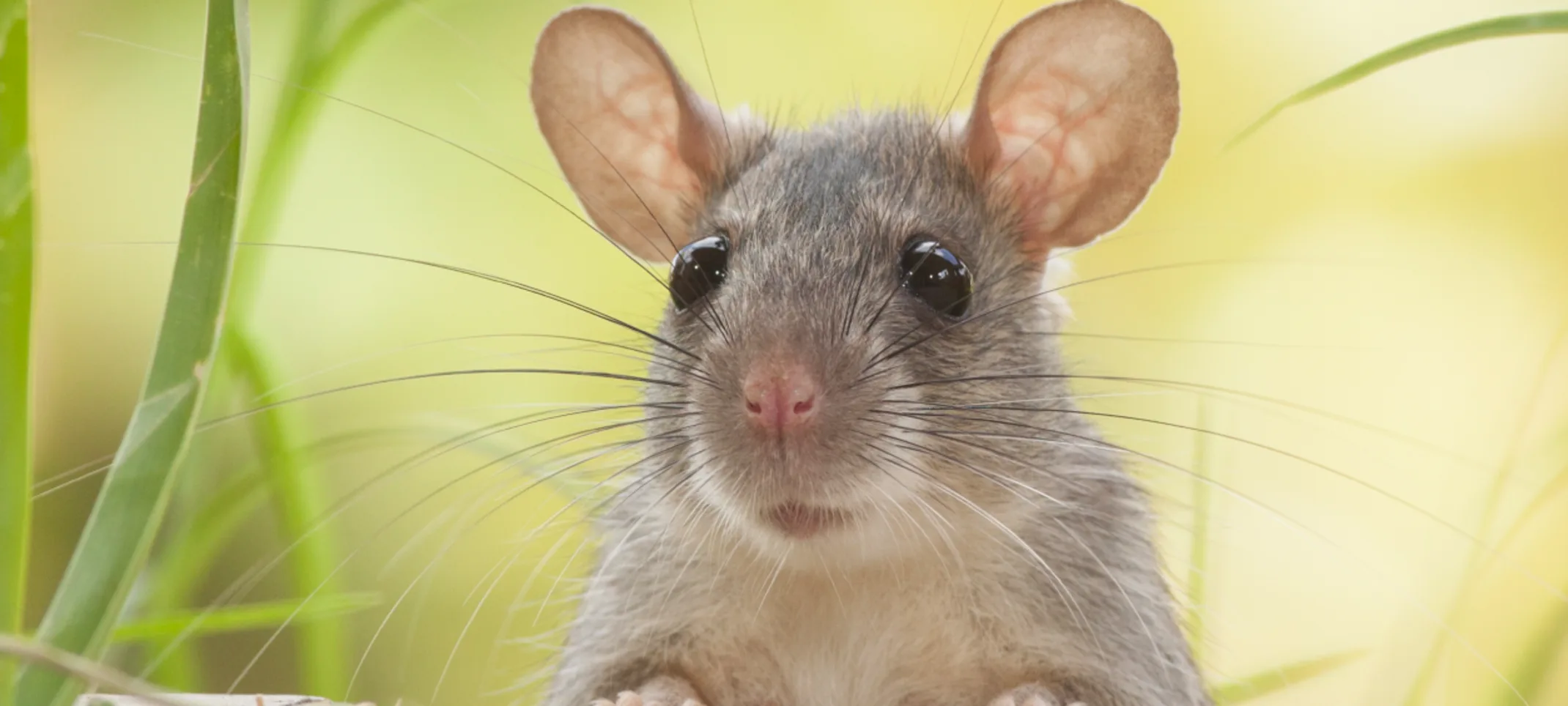 Rat sitting in grass Rat sitting in grass