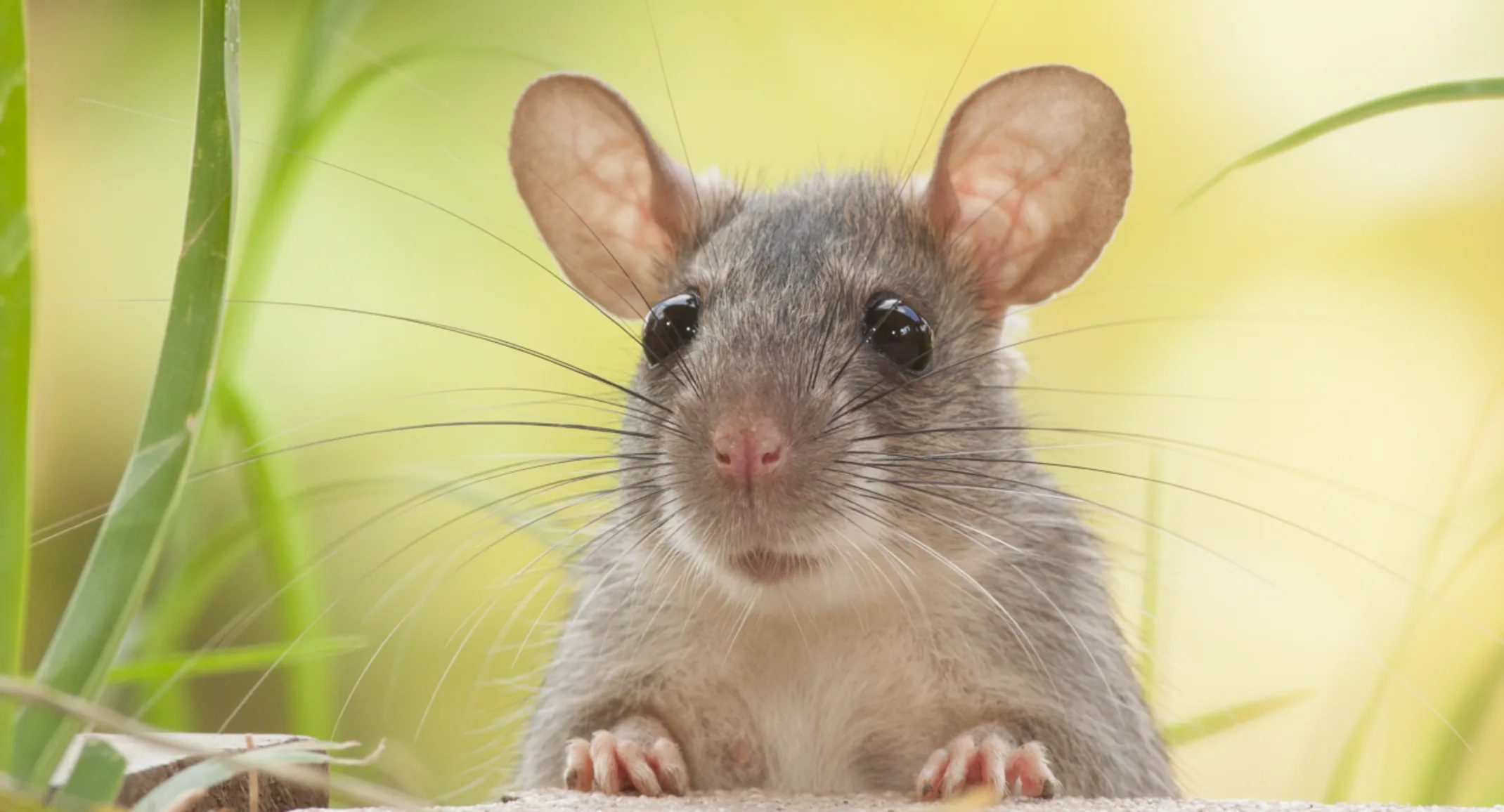 Caring For Your Pet Rat  Pender Veterinary Centre