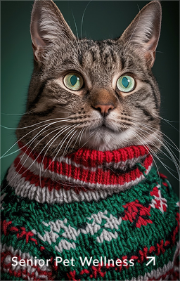 Full width example 2 - Senior Pet Wellness