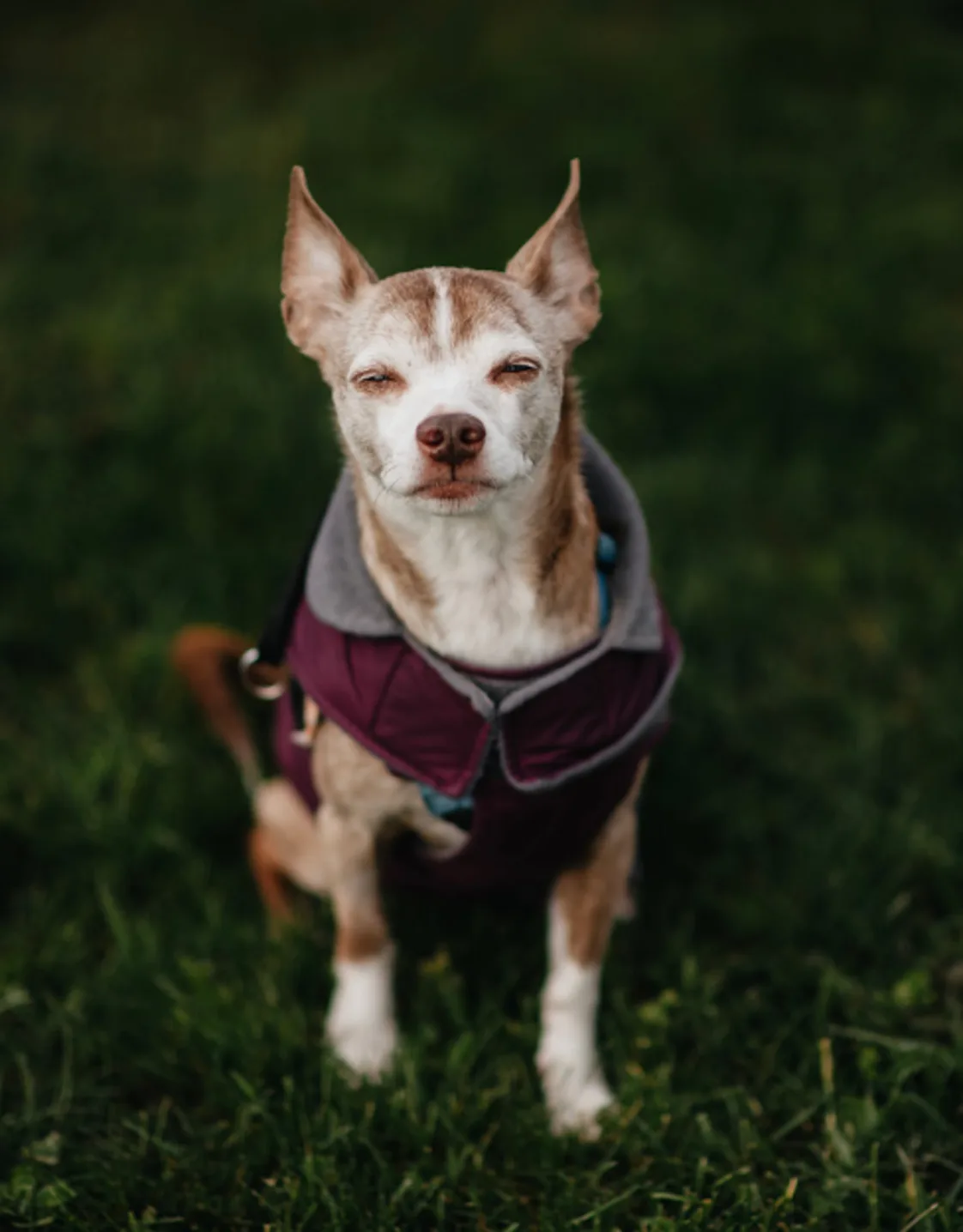 RyeLee sitting in the grass RyeLee sitting in the grass