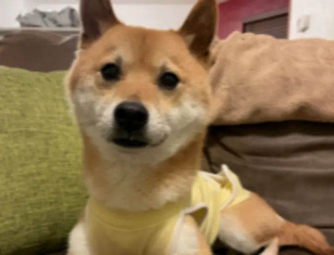 Wall-E the dog in a surgery suit Wall-E the dog in a surgery suit