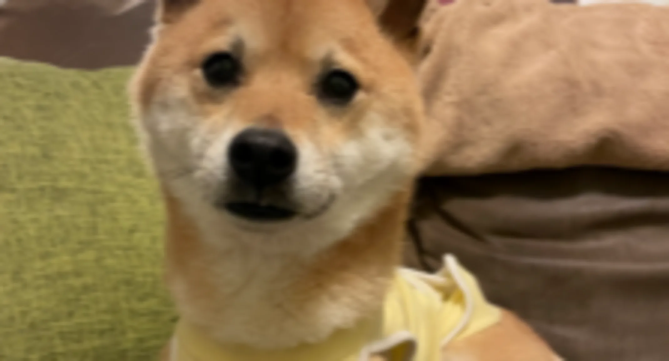 Wall-E the dog in a surgery suit Wall-E the dog in a surgery suit