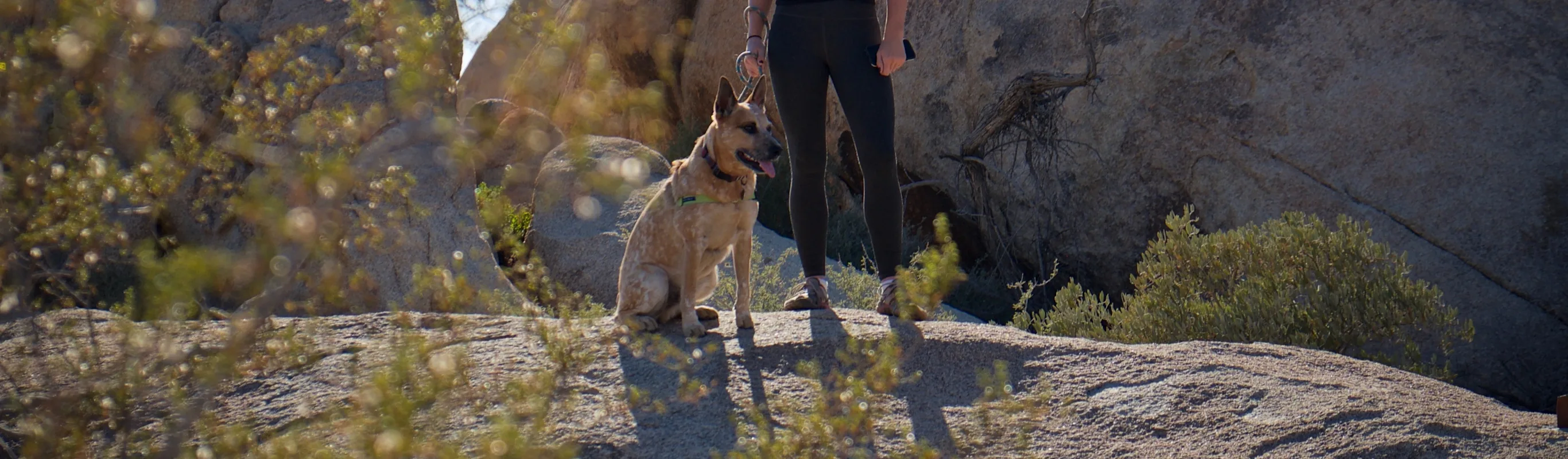 Dog and woman standing on a rock