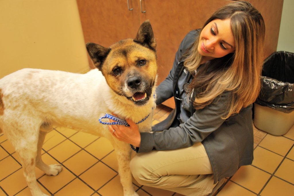 Veterinarian with a dog