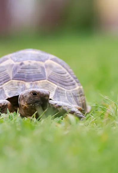 Turtle laying in grass Turtle laying in grass