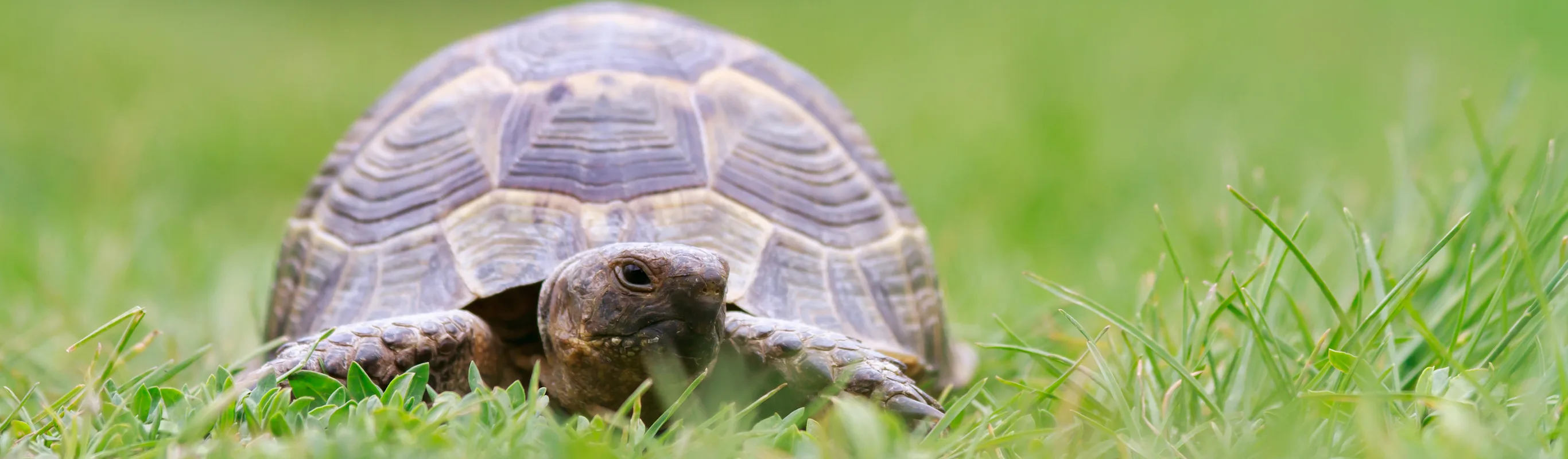 Turtle laying in grass Turtle laying in grass