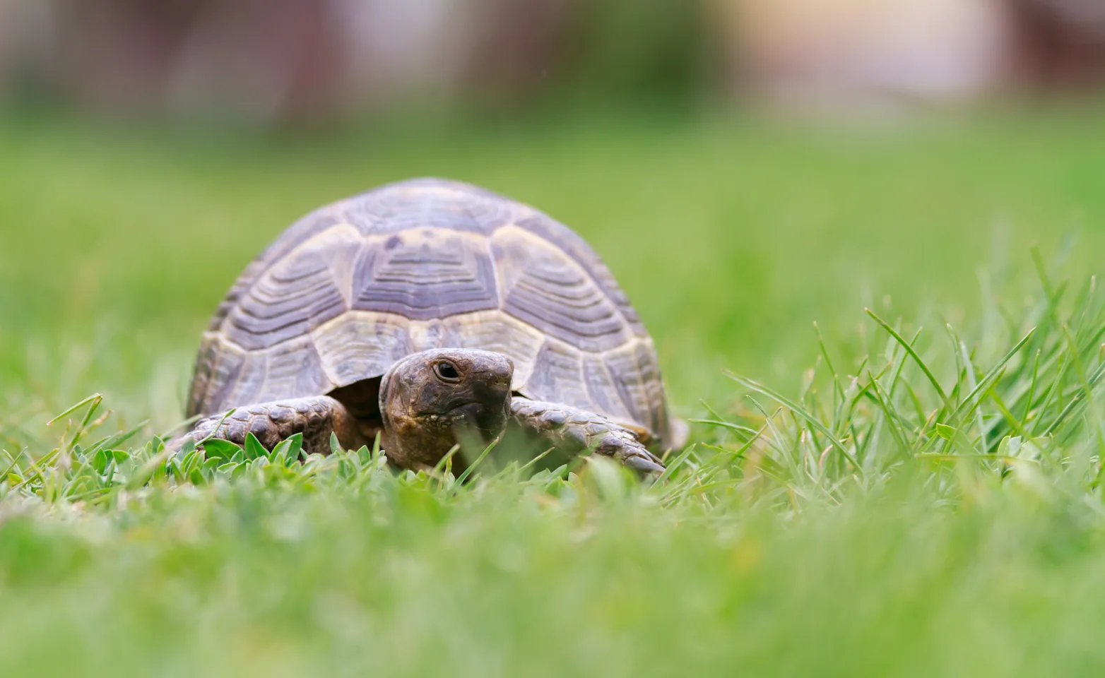 Turtle laying in grass Turtle laying in grass