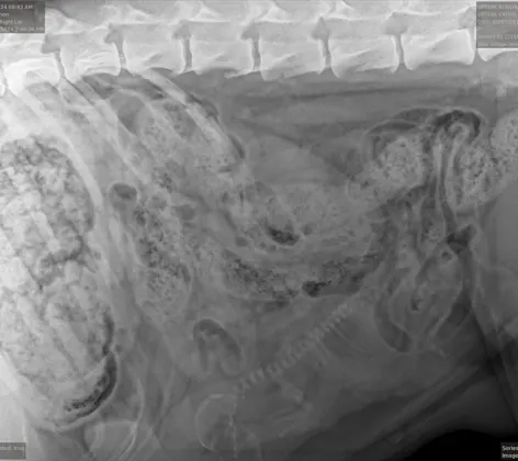 X-ray of a dog X-ray of a dog