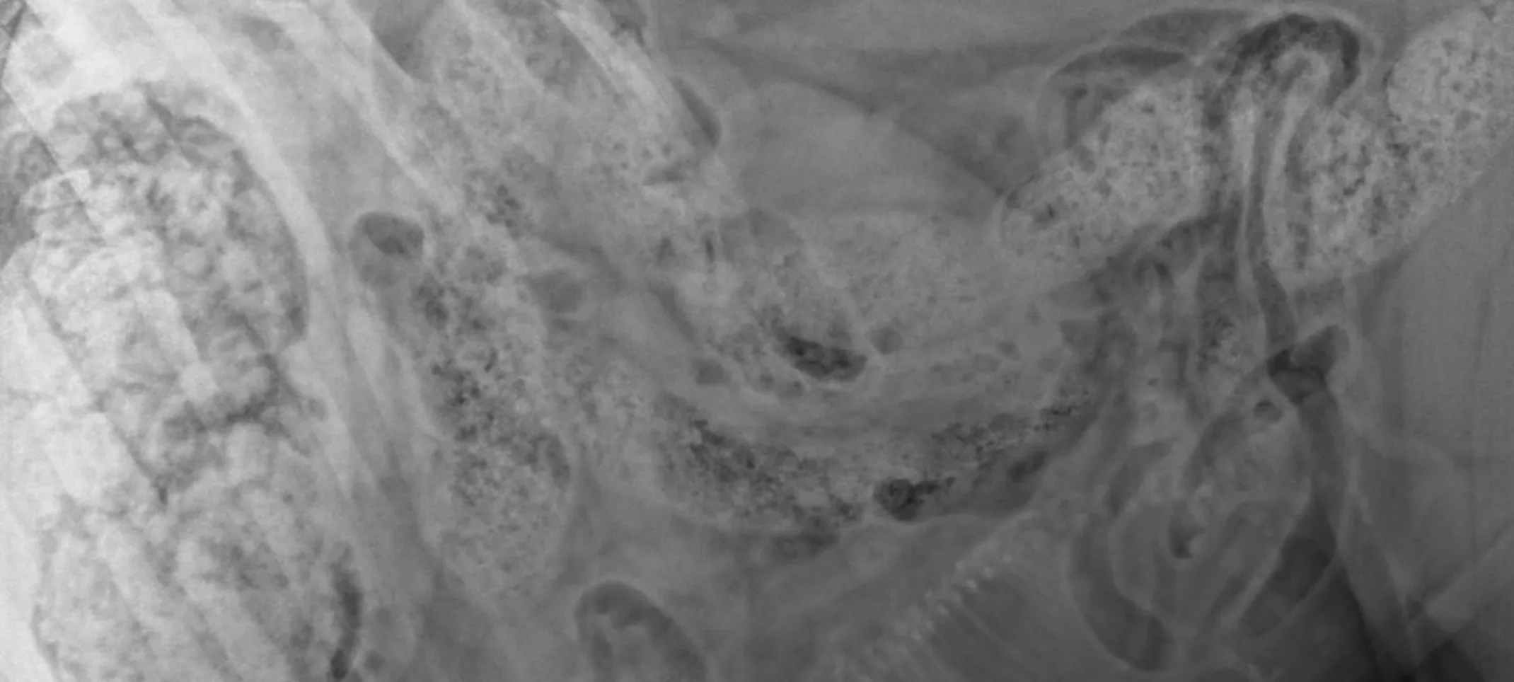 X-ray of a dog X-ray of a dog