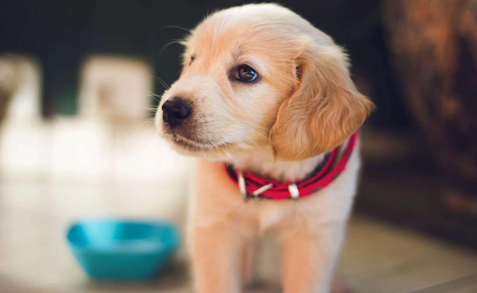 Dog with red collar