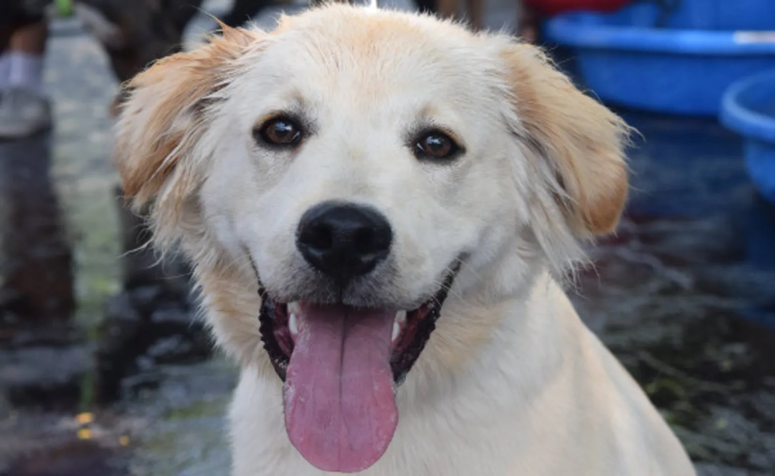 A dog with tongue out A dog with tongue out