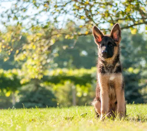 Puppy sitting Puppy sitting