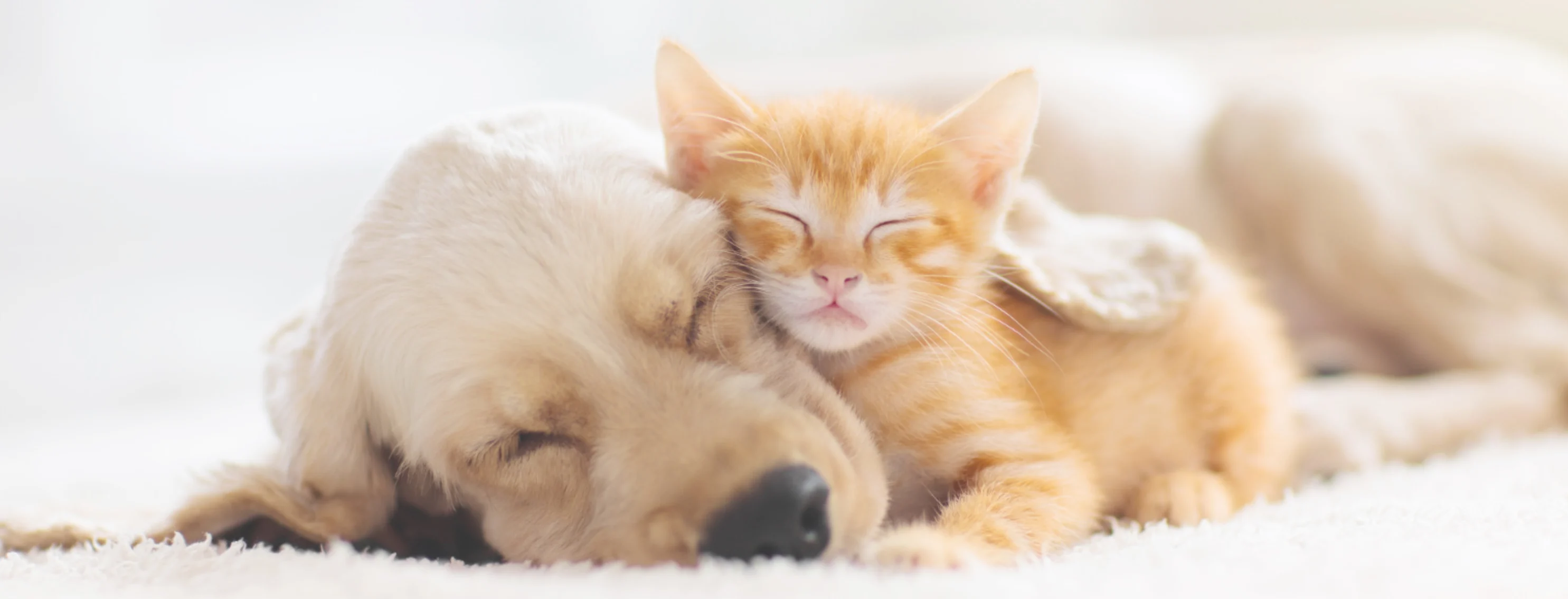 Dog & Cat Sleeping Dog & Cat Sleeping