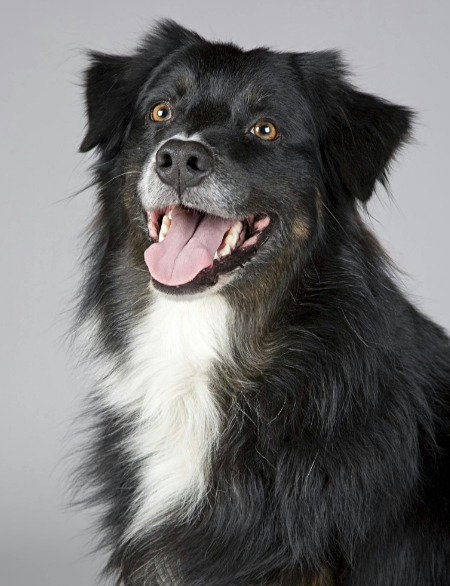 Black dog looking up at the camera