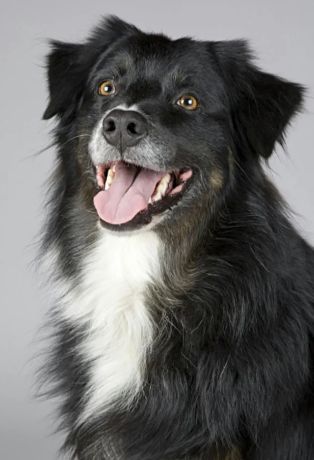 Black dog looking up at the camera Black dog looking up at the camera
