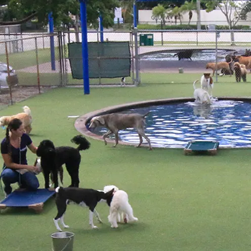 Picture of the daycare yard with a bunch of dogs Picture of the daycare yard with a bunch of dogs