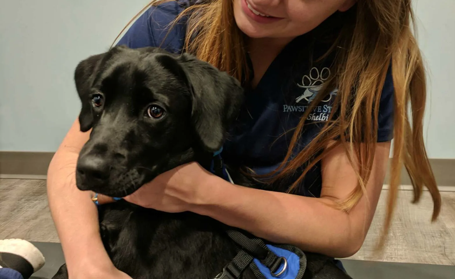 Staff holding a puppy in a vest Staff holding a puppy in a vest