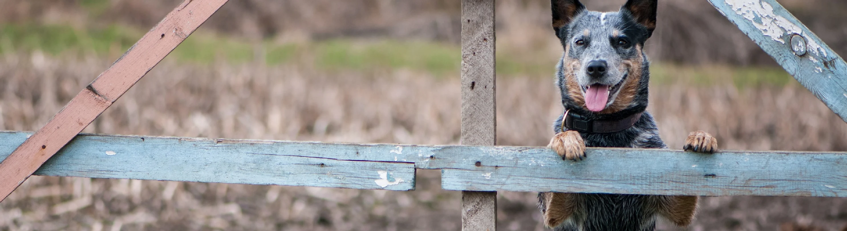 Dog standing and looking through a wooden fence Dog standing and looking through a wooden fence