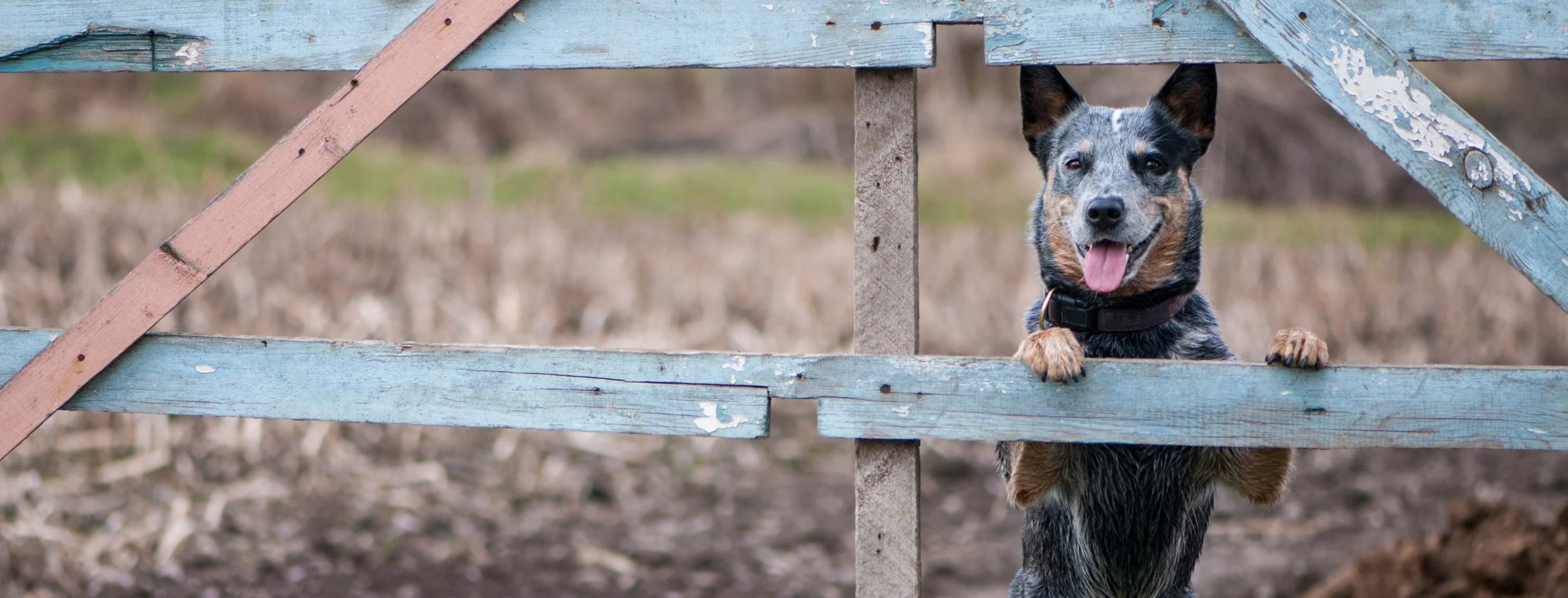 Dog standing and looking through a wooden fence