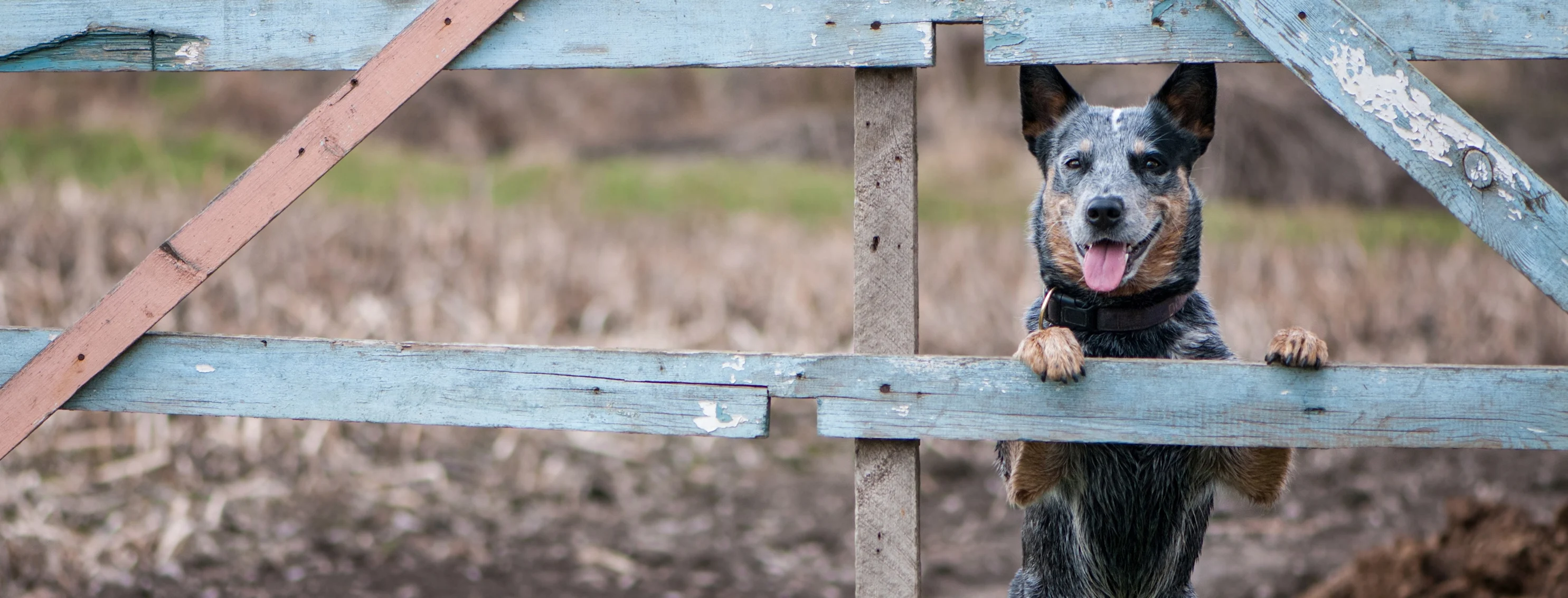 Dog standing and looking through a wooden fence Dog standing and looking through a wooden fence