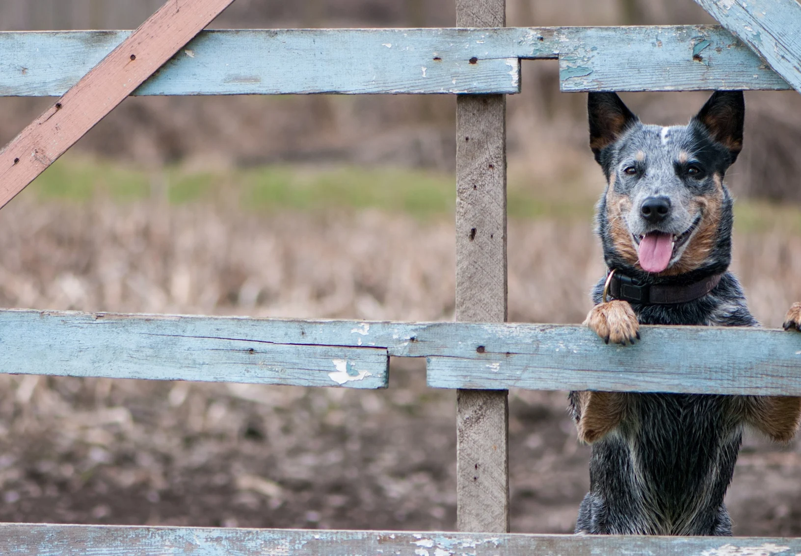 Dog standing and looking through a wooden fence Dog standing and looking through a wooden fence